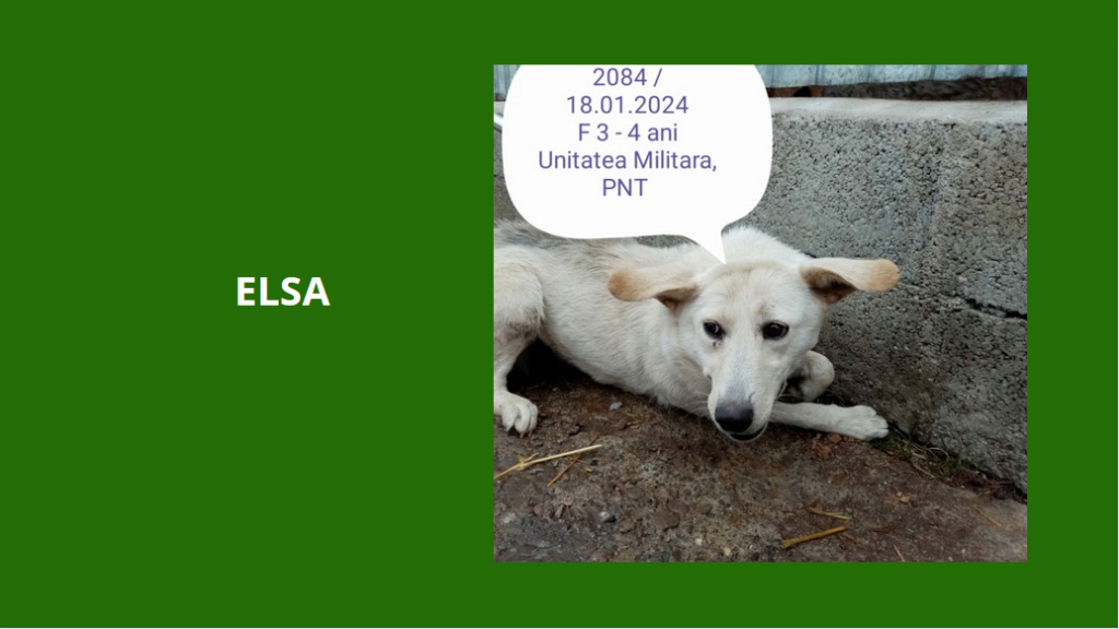 février 2024 : Loulou(te)s entre 3 et 4 ans en urgence euthanasie  Elsa10