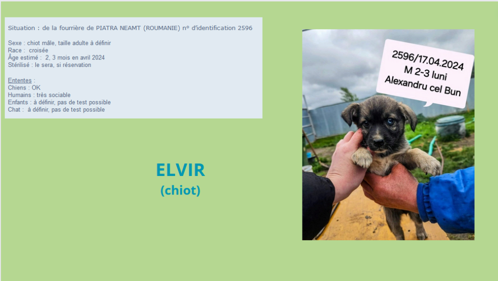  - ELVIR, 2596, chiot M X, taille adulte à définir (PIATRA/FOURRIERE) Elvir13