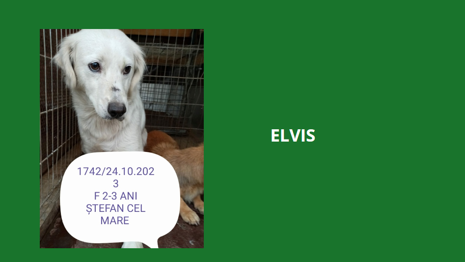 elvis - ELVIS,1742, M X, TAILLE MOYENNE (PIATRA/FOURRIERE) Elvis10