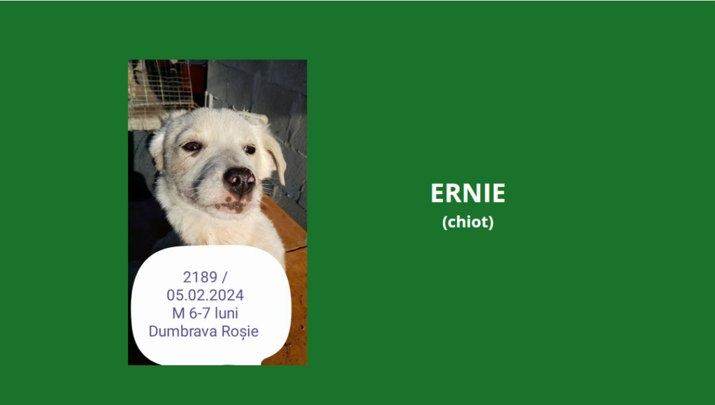 décembre 2023 : des chiots et de très jeunes loulou(te)s en urgence euthanasie - Page 9 Ernie10