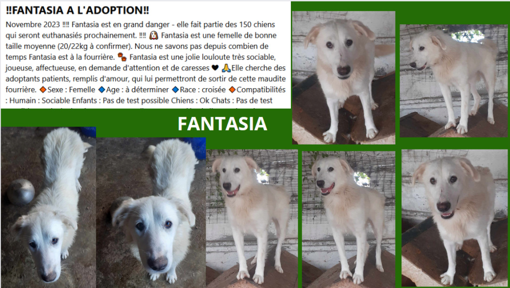 FANTASIA, F-X, TAILLE MOYENNE (PIATRA/FOURRIERE)-En FA chaz Valerie D (depart78) Fantas10