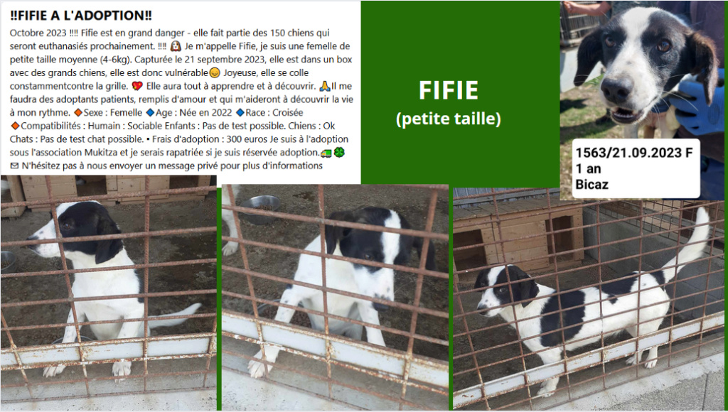 URGENCE EUTHANASIE A LA FOURRIERE DE PIATRA   - Page 28 Fifie10