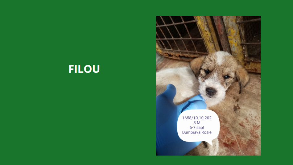 décembre 2023 : des chiots et de très jeunes loulou(te)s en urgence euthanasie Filou10