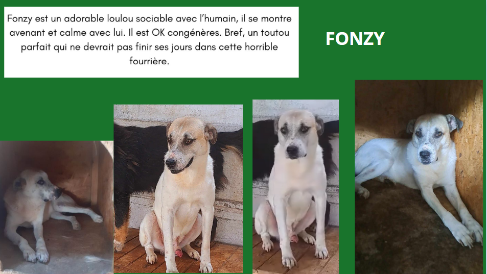 février 2024 : Loulou(te)s entre 3 et 4 ans en urgence euthanasie  - Page 2 Fonzy_10