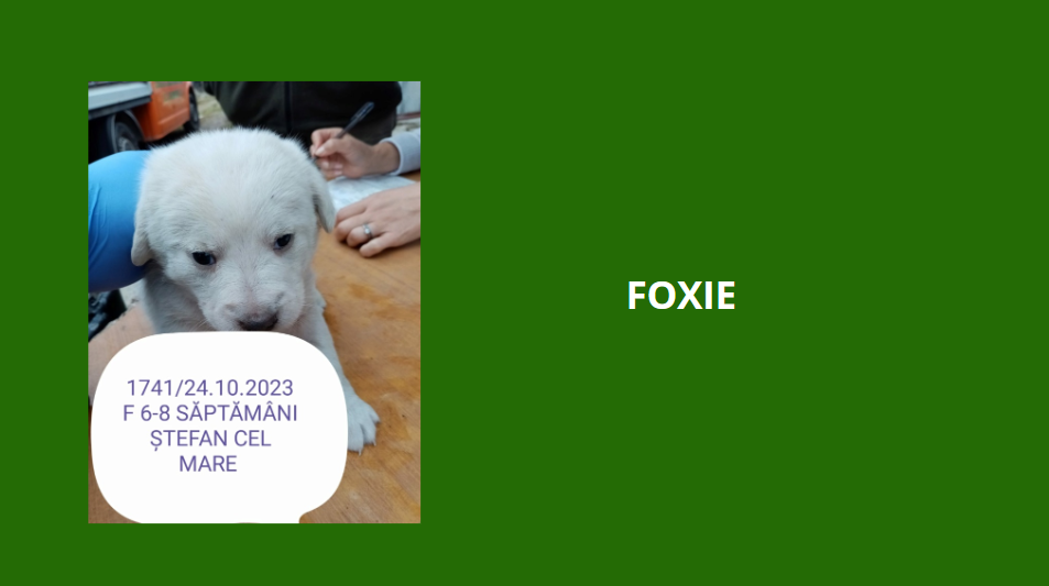 FOXIE, 1741, F X, née en 2023, taille à l'âge adulte à déterminer (PIATRA/FOURRIERE) Foxie10