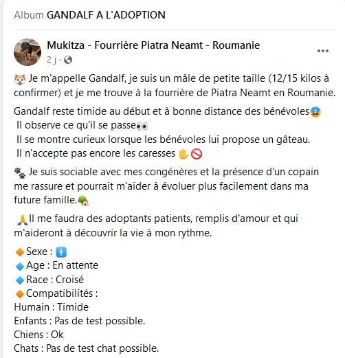 Petits trésors un petit peu timidous cherchent gentille famille  - Page 2 Gandal10