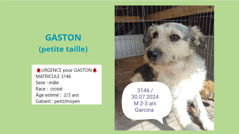 GASTON, 3146 M X GRIFFON, TAILLE MOYENNE 5PIATRA/FOURRIERE) - urgence euthanasie Gaston13