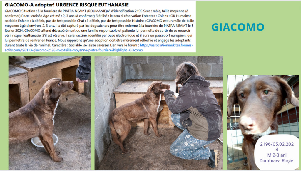 URGENCE EUTHANASIE A LA FOURRIERE DE PIATRA   - Page 26 Giacom16