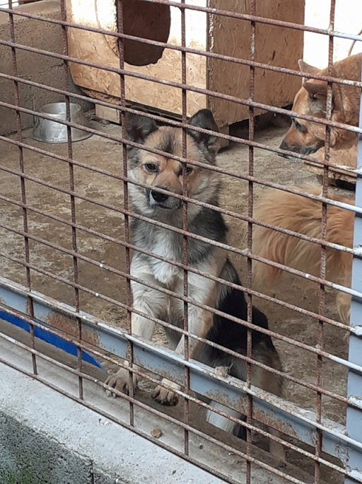 Des p'tits gars sympas cherchent foyer avant euthanasie et hiver  Gigaro11