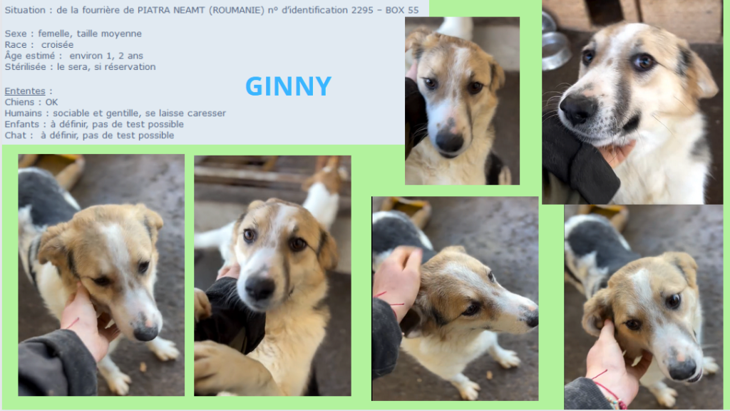 GINNY, F X, TAILLE MOYENNE (PIATRA/FOURRERE) box 55 Ginny10