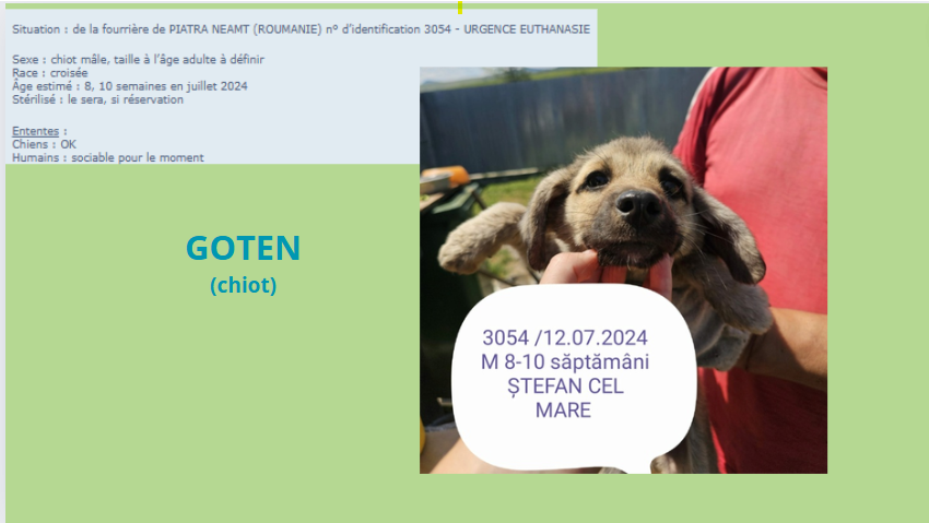 GOTEN, 3054, chiot M X, taille adulte à définir (PIATRA/FOURRIERE) - urgence euthanasie Goten10