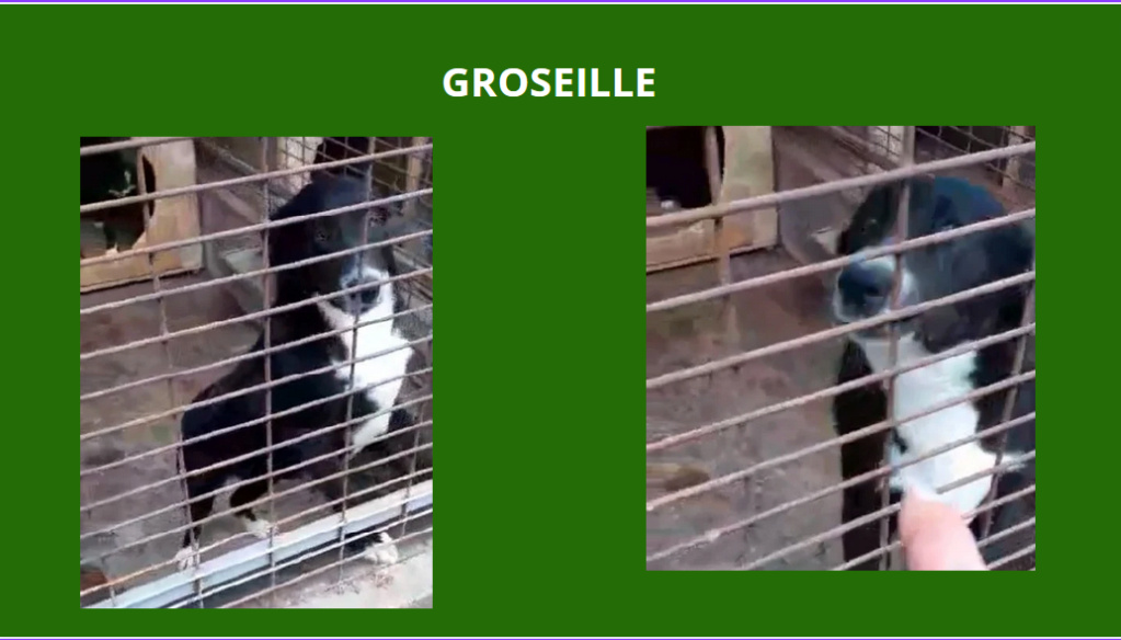 groseille - GROSEILLE, FEMELLE, TAILLE MOYENNE, TRES SOCIABLE, PIATRA (FOURRIERE) Grosei11