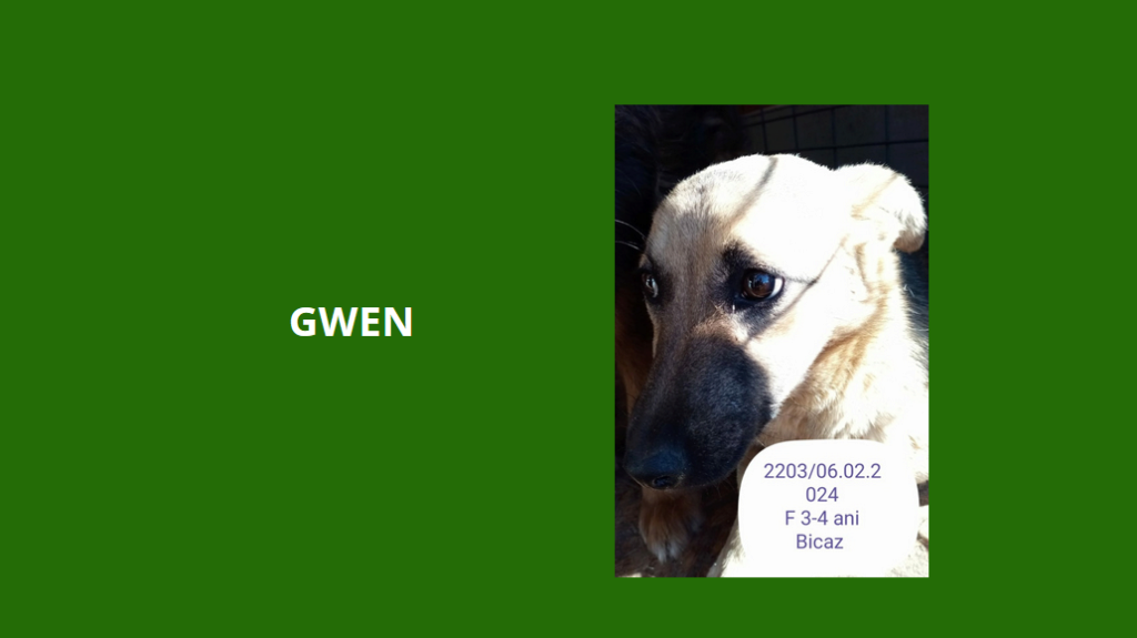février 2024 : Loulou(te)s entre 3 et 4 ans en urgence euthanasie  - Page 4 Gwen10