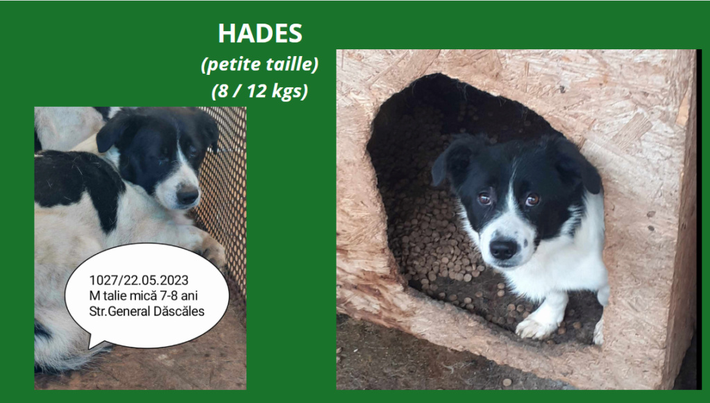 HADES - M-X -PETITE TAILLE - FOURRIERE DE PIATRA - URGENCE EUTHANASIE Hades11