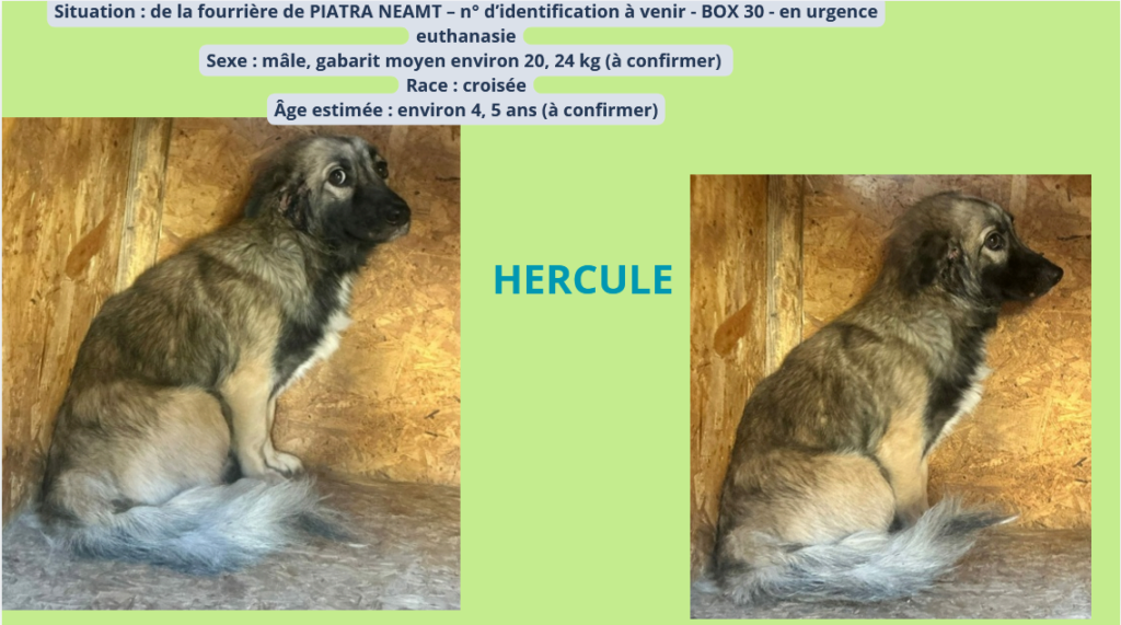 URGENCE EUTHANASIE A LA FOURRIERE DE PIATRA   - Page 24 Hercul10