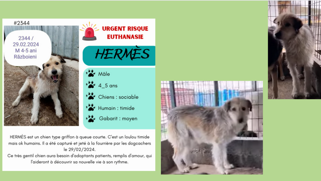 Avril 2024 : les p'tits gars en urgence euthanasie Hermes10