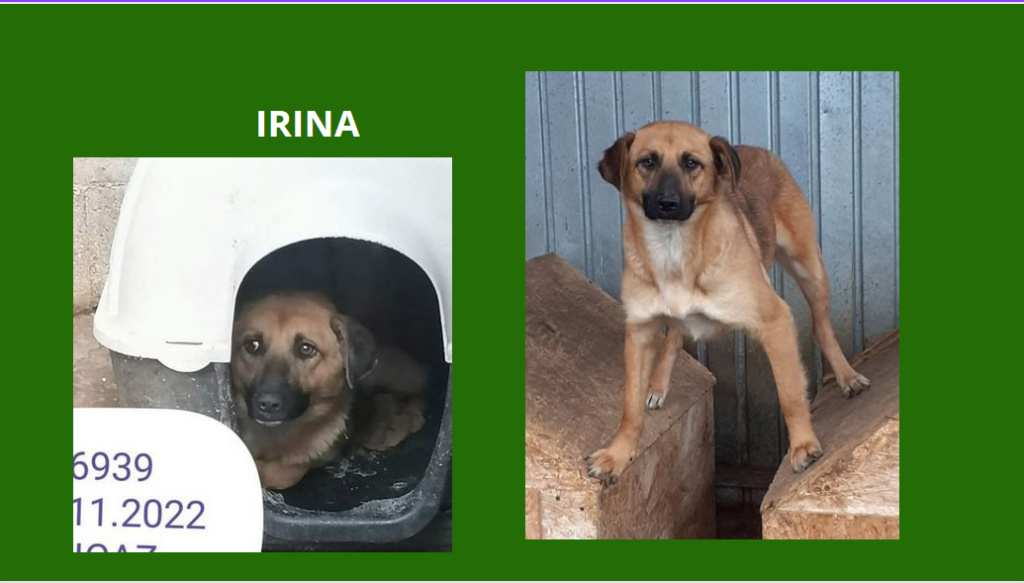 irina - IRINA, FEMELLE, TAILLE MOYENNE, PIATRA (FOURRIERE) - EN URGENCE EUTHANASIE Irina11