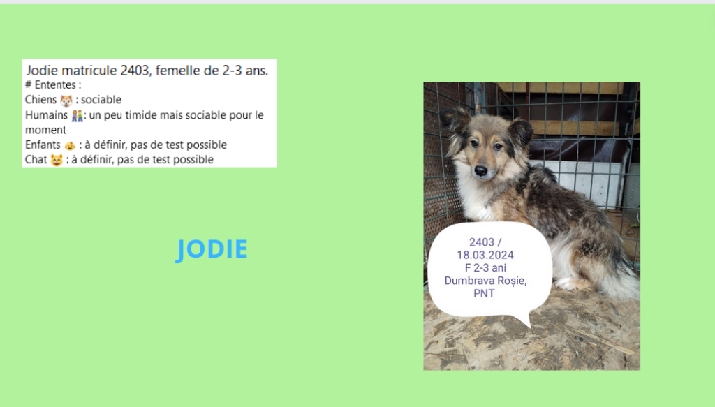 Avril 2024 : les filles en urgence euthanasie - Page 9 Jodie10