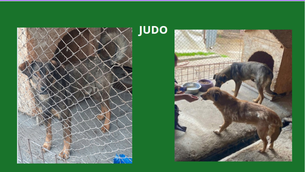 JUDO, M-X, TAILLE MOYENNE (PIATRA/FOURRIERE) - URGENCE EUTHANASIE Judo11
