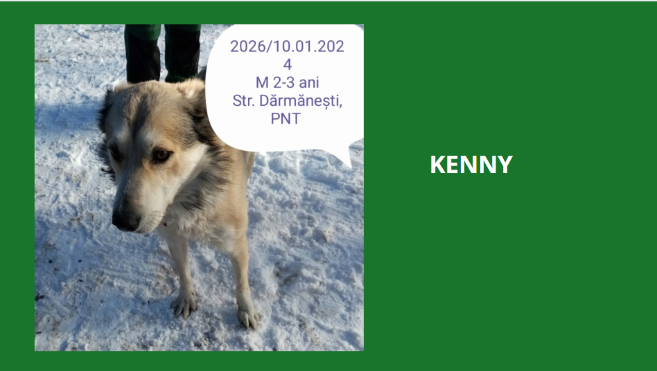 kenny - KENNY, 2026, M X, TAILLE PETITE/MOYENNE (PIATRA/FOURRIERE) Kenny10