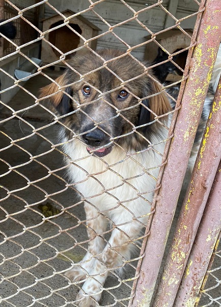 décembre 2022 : Des p'tits gars sympas cherchent foyer avant euthanasie et hiver  - Page 5 Kheops12