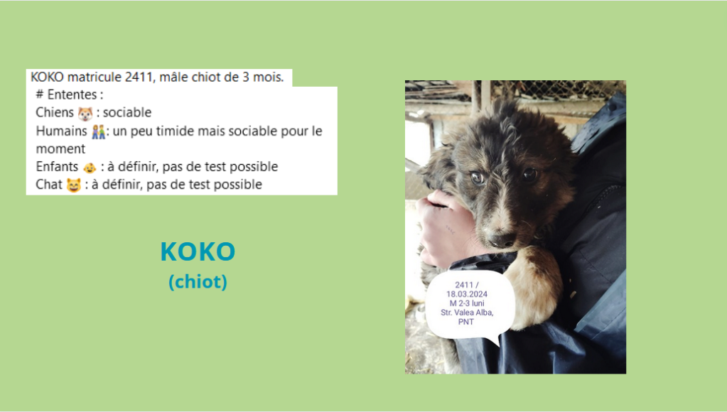  - URGENCE EUTHANASIE A LA FOURRIERE DE PIATRA   - Page 36 Koko10