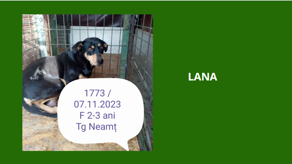 décembre 2023 : des chiots et de très jeunes loulou(te)s en urgence euthanasie - Page 4 Lana10