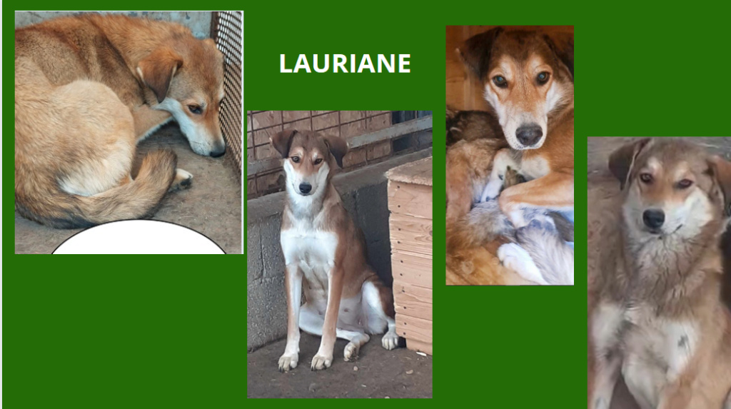 lauriane - LAURIANE, F-X, TAILLE MOYENNE (FOURRIERE/PIATRA) URGENCE EUTHANASIE - Page 2 Lauria12