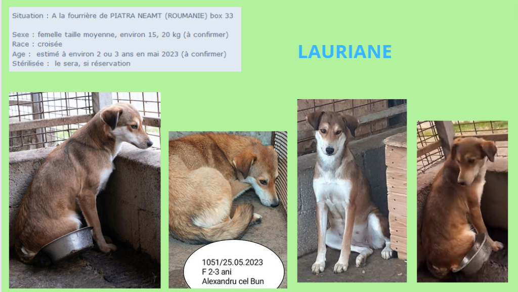 lauriane - LAURIANE, F-X, TAILLE MOYENNE (FOURRIERE/PIATRA) URGENCE EUTHANASIE - Page 2 Lauria14