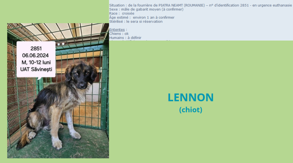 lennon - LENNON, 2851, M X, TAILLE MOYENNE (PIATRA/FOURRIERE) - URGENCE EUTHANASIE Lennon11