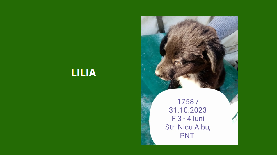 LILIA, 1758, chiot F X, née en 2023, taille adulte à définir (PIATRA/FOURRIERE) Lilia11