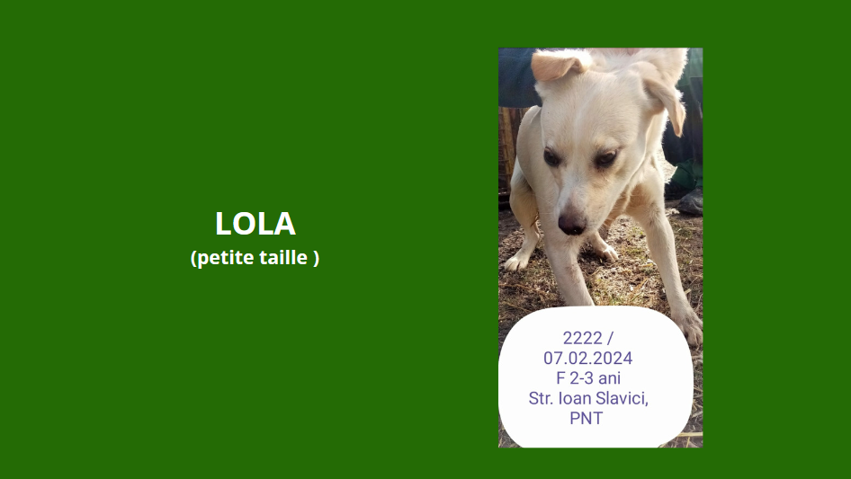LOLA, 2222, F X, PETITE TAILLE (PIATRA/FOURRIERE), FA Vero91 Lola11