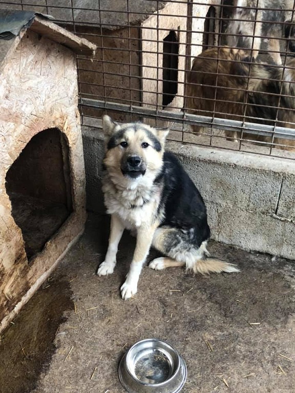 gars - Des p'tits gars sympas cherchent foyer avant euthanasie et hiver  - Page 3 Maiko13