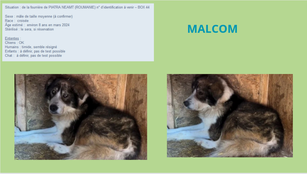 malcom - MALCOM, M X, TAILLE MOYENNE (PIATRA/FOURRIERE) box 44 Malcom11