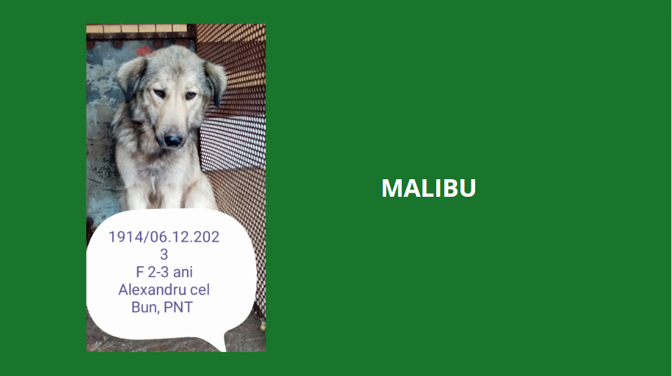 février 2024  : Loulou(te)s entre 2 et 3 ans en urgence euthanasie  - Page 2 Malibu11