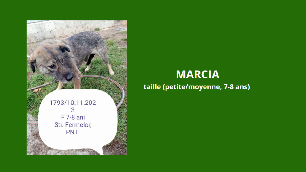 février 2024 : les loulous(te)s de petite taille en urgence Marcia10