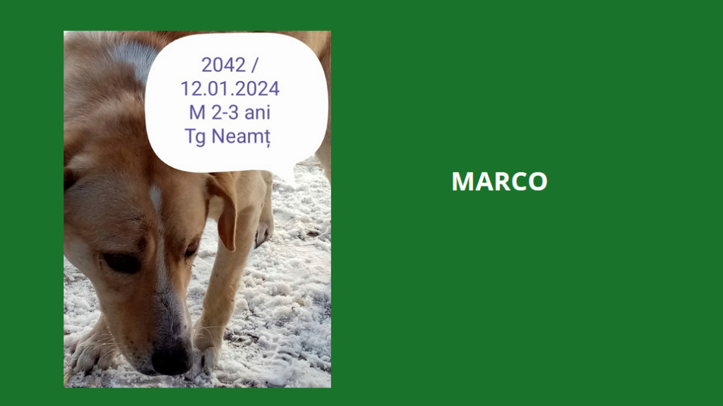 MARCO, 2042, M X, TAILLE MOYENNE (PIATRA/FOURRIERE) Marco10