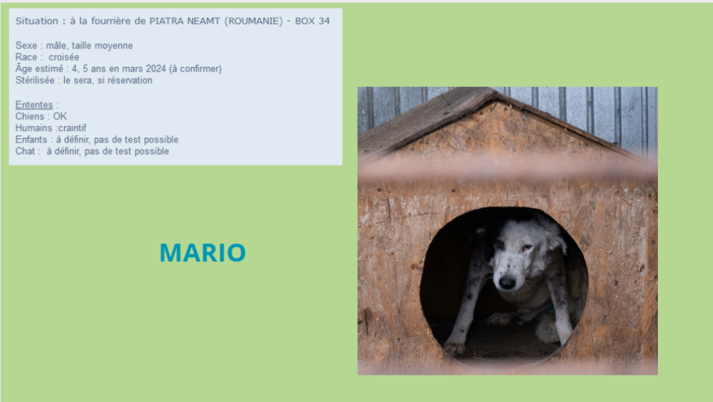 MARIO, TAILLE MOYENNE (PIATRA/FOURRIERE) -BOX 34 Mario10
