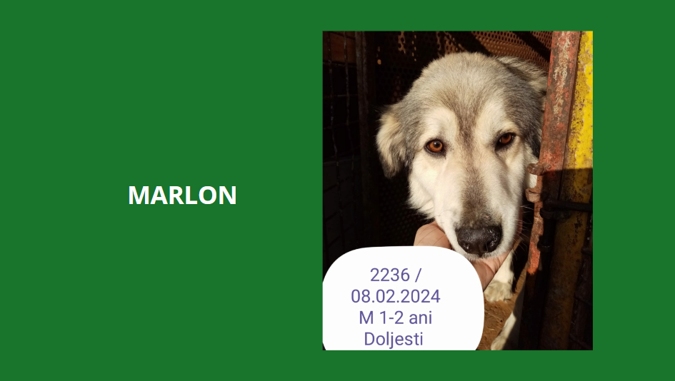marlon - MARLON, 2236, M X, TAILLE MOYENNE (PIATRA/FOURRIERE) réservé par une autre association Marlon10