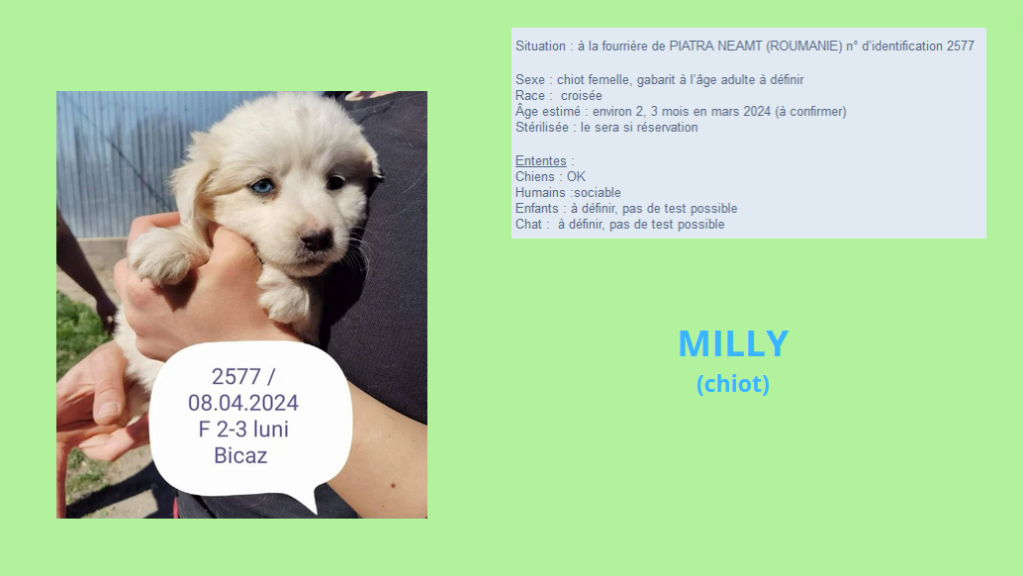 Avril 2024 : les filles en urgence euthanasie - Page 3 Milly10