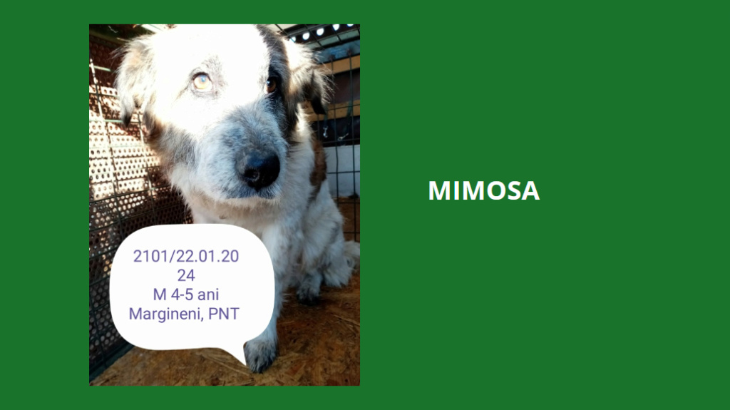  février 2024 : Loulou(te)s entre 5 et 7 ans en urgence euthanasie  - Page 2 Mimosa10