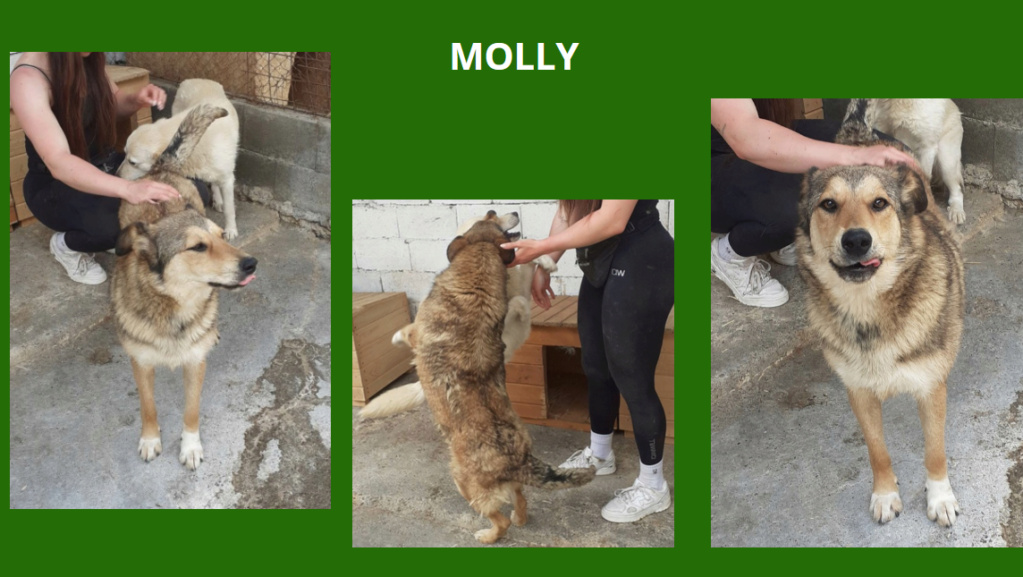 MOLLY, F-X, TAILLE MOYENNE (PIATRA/FOURRIERE) -  En FA chez Sandrine29 (départ29) Molly11