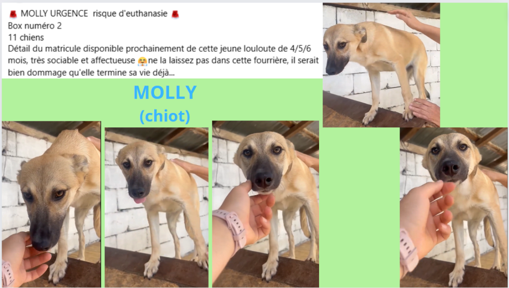 MOLLY, chiot F, taille adulte à définir (PIATRA/FOURRIERE box 2) - urgence euthanasie Molly12