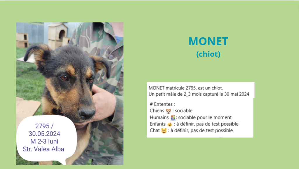 monet - MONET, 2795, chiot M X, taille adulte à définir (PIATRA/FOURRIERE) - EN URGENCE EUTHANASIE Monet10