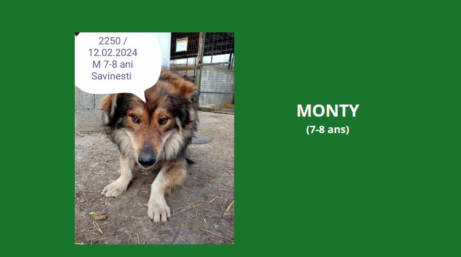  février 2024 : Loulou(te)s entre 5 et 7 ans en urgence euthanasie  - Page 3 Monty10