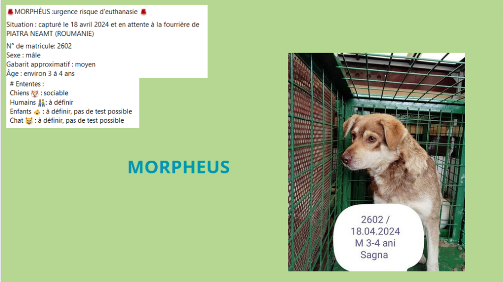  - MORPHEUS, 2602, M X, TAILLE MOYENNE (PIATRA/FOURRIERE) Morphe10
