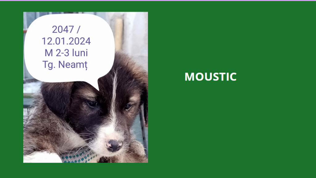 MOUSTIC, 2047, chiot M X, né fin 2023, taille adulte à définir (PIATRA/FOURRIERE) Mousti10