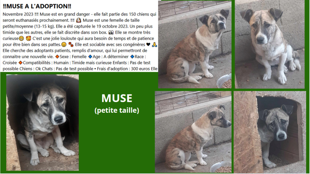 URGENCE EUTHANASIE A LA FOURRIERE DE PIATRA   - Page 3 Muse10