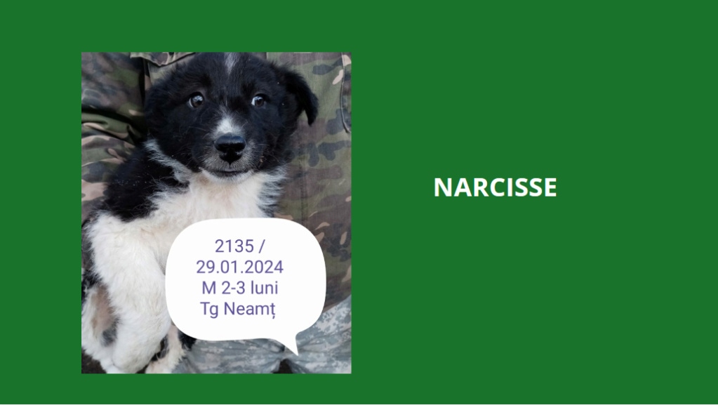 NARCISSE, 2145, chiot M X, taille adulte à définir (PIATRA/FOURRIERE)réservée par une asso allemande Narcis10