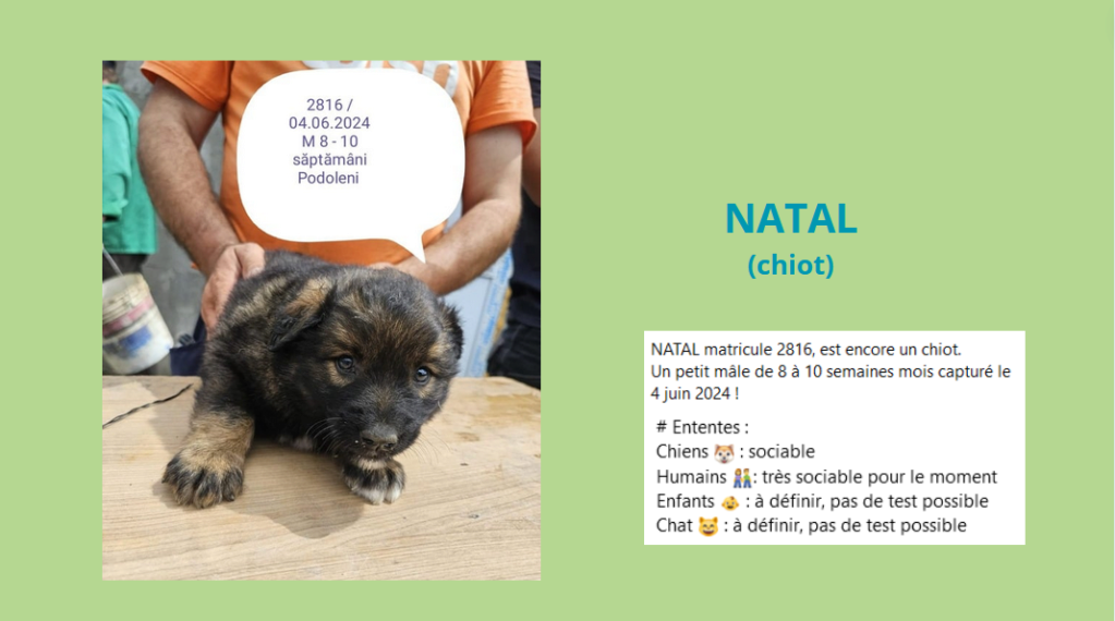 natal - NATAL, 2816, chiot M X, taille adulte à définir (PIATRA/FOURRIERE) - URGENCE EUTHANASIE Natal10